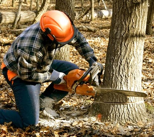Tree Removal in Belmont, NH